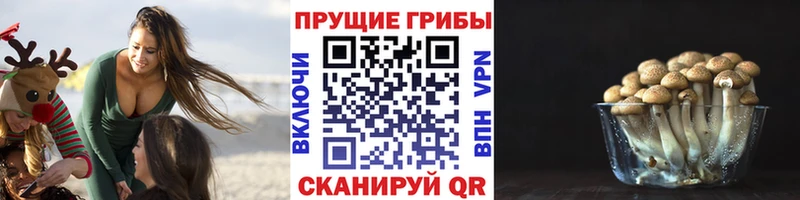 Галлюциногенные грибы Psilocybine cubensis Можга